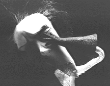 vincent2.gif (11270 bytes)